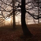 Random landscape photo - Branches