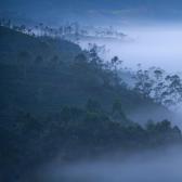 Random landscape photo - Munnar